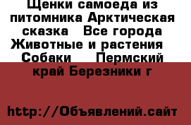 Щенки самоеда из питомника Арктическая сказка - Все города Животные и растения » Собаки   . Пермский край,Березники г.